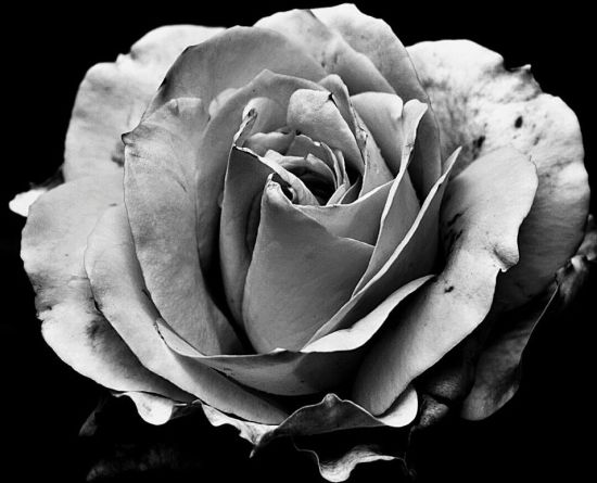 Depression - grey rose